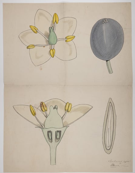 Illustration of a white flower seen from above and side-on, a black seed pod and a leaf-shaped object.