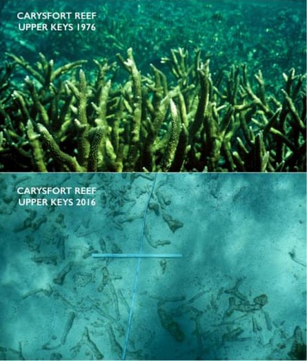 The disintegration of the reefs abutting the Florida Keys.