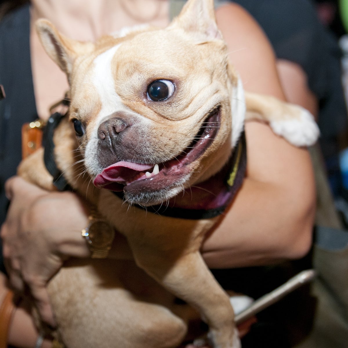 She Was Becoming A Star What Happens When Your Instagram Famous Pet Dies Life And Style The Guardian