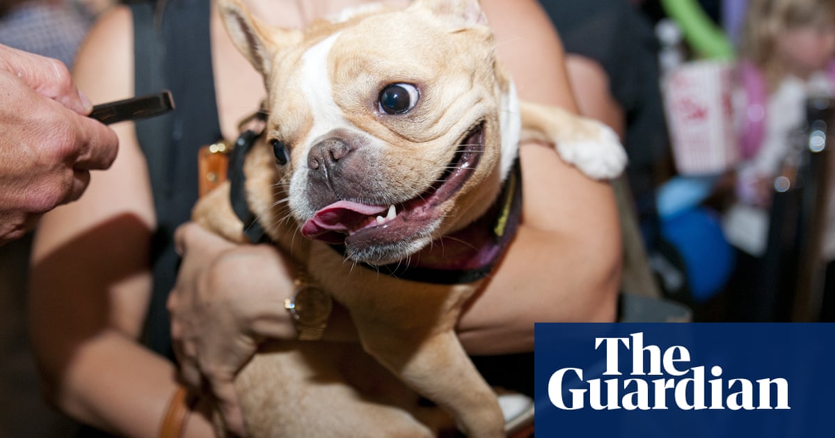 ‘She was becoming a star’: what happens when your Instagram-famous pet dies?