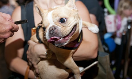 Chloe the Mini Frenchie at New York Fashion Week in 2015.
