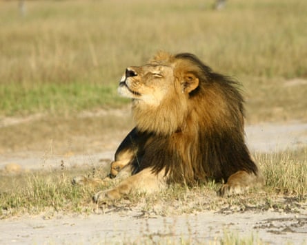Cecil the lion at Hwange national parks in 2015. Photograph: AJ Loveridge/Reuters