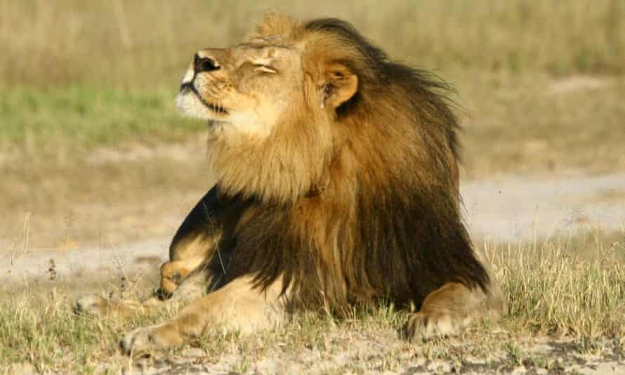 Cecil the lion in Hwange national park, Zimbabwe. Photograph: Reuters