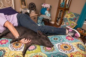 Beverly on bed with pig, swine rescue, Sebring, FL, 2015Montgomery: ‘When we touch gently, when we press our faces together, when we close our eyes in trust and ecstasy, we are saying, “You are secure. You are loved. We are safe. We are in this together”’