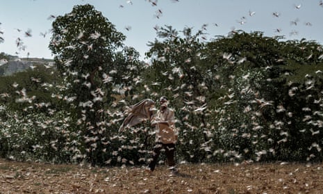 Swarms of locusts are seen over agricultural fields in Debrekal, Ethiopia.