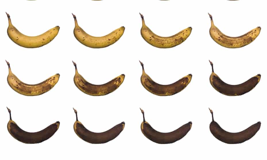 Bananas in various states of ripeness … where would you draw the line?
