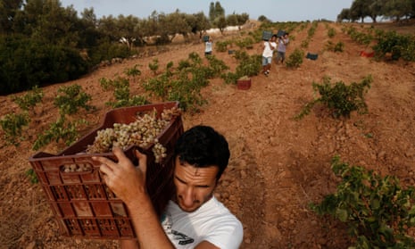 Greece is the word: workers at a vineyard in Keratea.