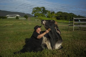 A cow therapy social enterprise outside of Cairns is providing mental health therapy and giving beef cattle a second chance. Donna Astill who is brushing Romeo, is Cow Cuddling Co’s first employee.
