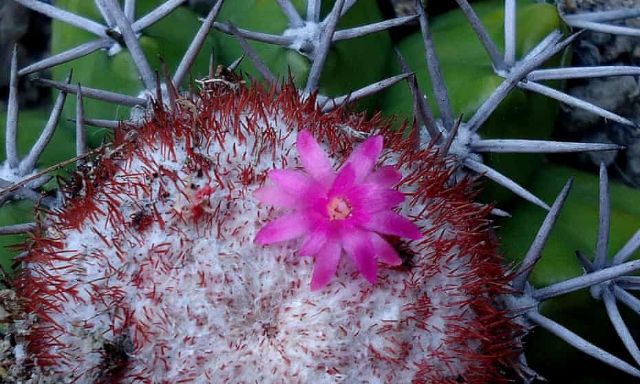 The cactus Melocactus violaceus, listed as vulnerable