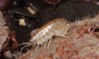 Country diary: A sandhopper vanishes, too quick for the human eye | Tom Allan