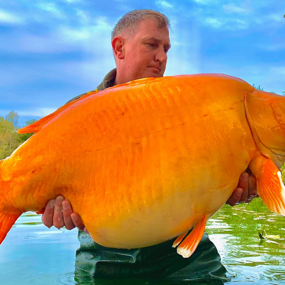 Angler Lands One Of World'S Largest Goldfish In French Lake | Fishing | The  Guardian