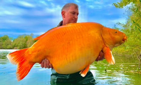 Andy Hackett holds the Carrot, a 30kg giant goldfish, in Bluewater Lakes
