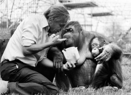David Attenborough with an orangutan mother and her baby at London zoo in 1982.