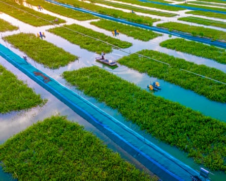 A crab breeding base near Suqian City, Jiangsu province.