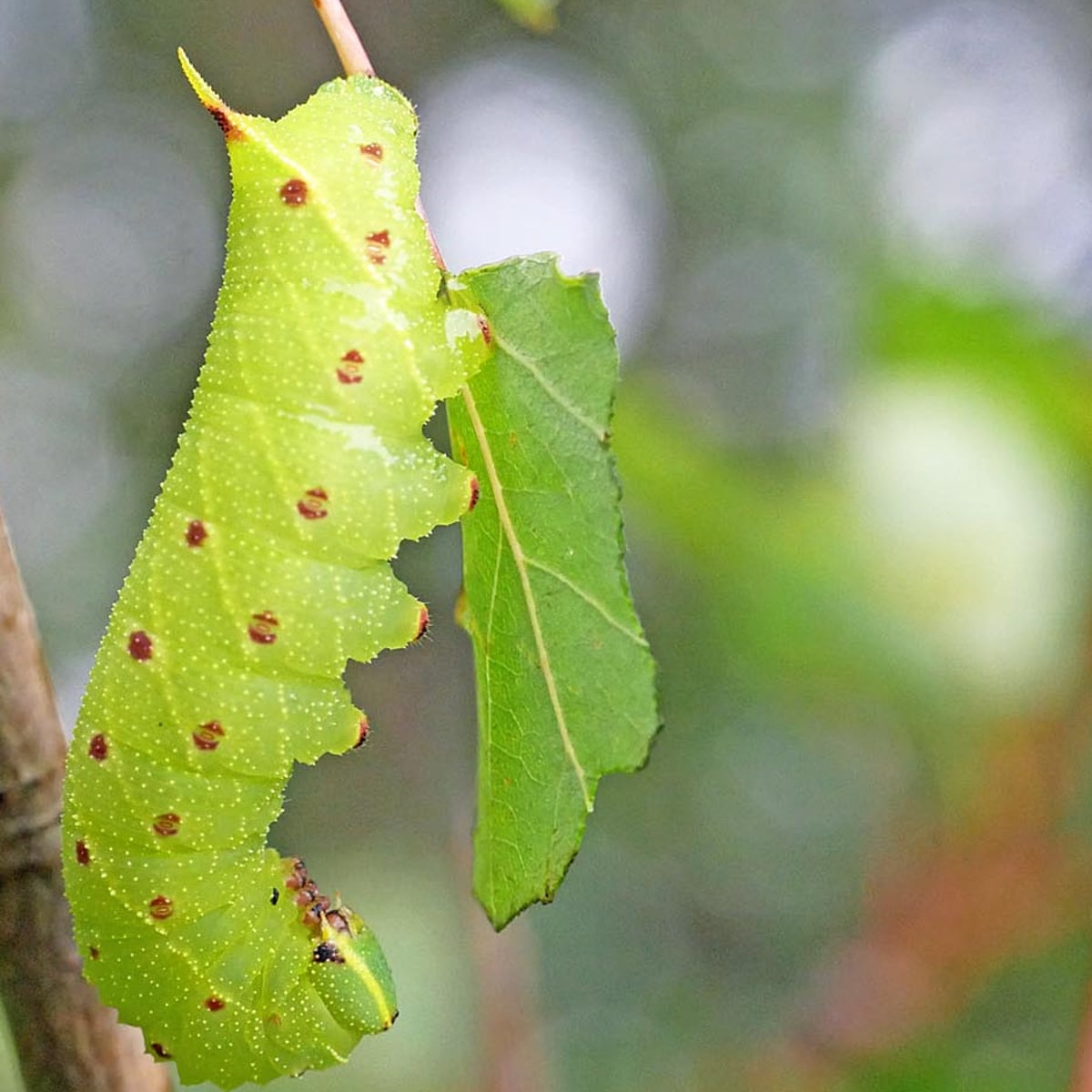 Country diary: The caterpillar that sways to the rhythm of the ...