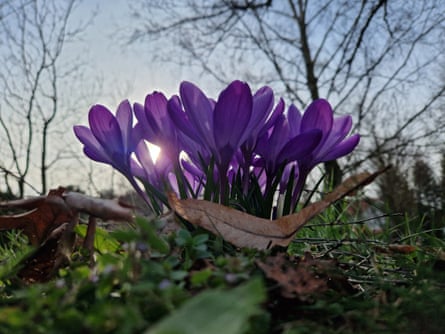 Crocus flowers in bloom …