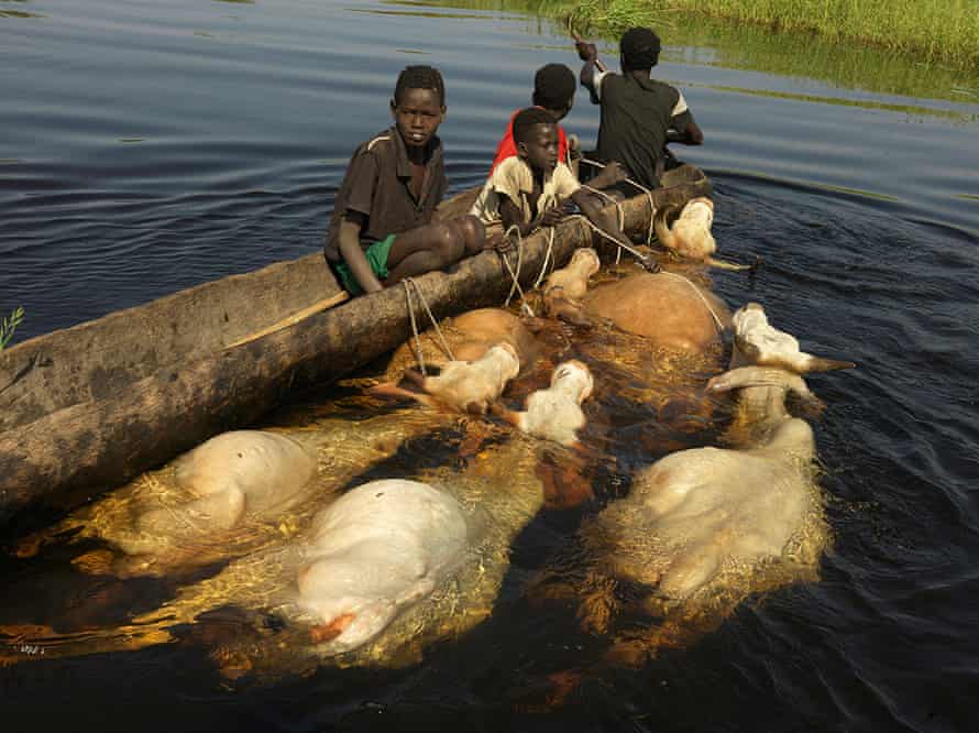 A family migrate to higher ground with their livestock
