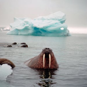 Thousands of people have answered the call from WWF and British Antarctic Survey (BAS) to search for walrus in satellite images taken from space, as part of a project aimed to improve understanding of how walrus will be affected by the climate crisis. Today, on World Walrus Day, the organisations leading the project are calling for more ‘walrus detectives’ to get involved.Atlantic walrus (Odobenus rosmarus rosmarus), Apalona Island, Svalbard, Norway