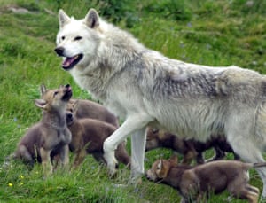 Uma matilha de lobos, com um lobo branco macho e seis filhotes marrons na grama