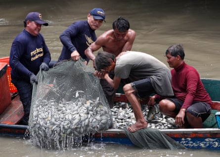 Fishers catch blackchin tilapia fish from a boat in a bulging net