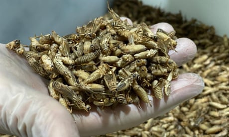 Crickets at Origen Farms in Spain.