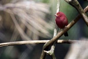 Red-billed firefinch in Adelaide Zoo