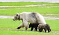 A white grizzly bear, known as Nakoda, with her cubs.