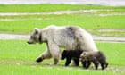 Rare white grizzly bear and two cubs killed in Canada in separate car strikes