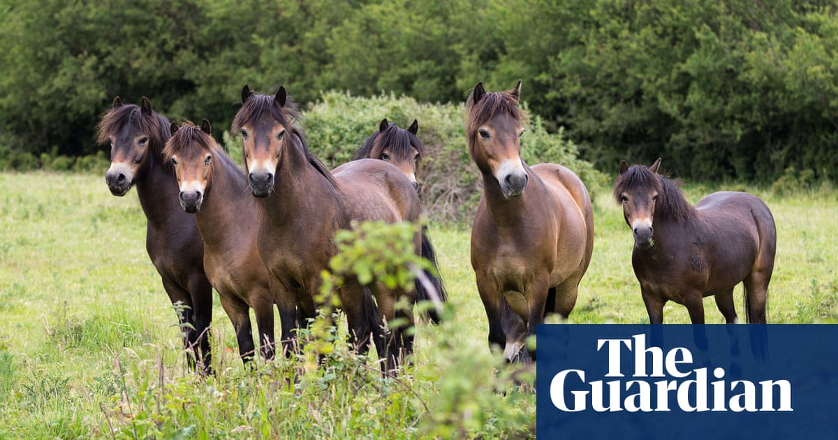 Concerns over welfare of Exmoor ponies in Danish rewilding project