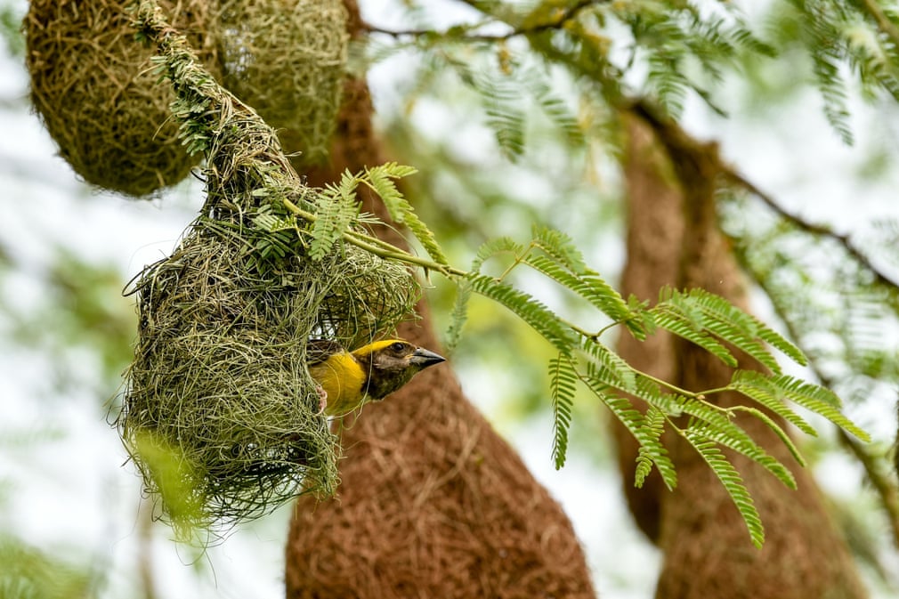 The Week in Wildlife. 3646
