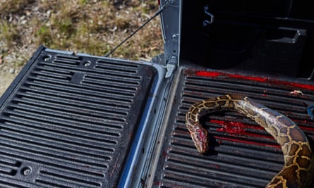 The body of a dead python lays in the bed of brothers Matt and Ryan Briggle’s truck.