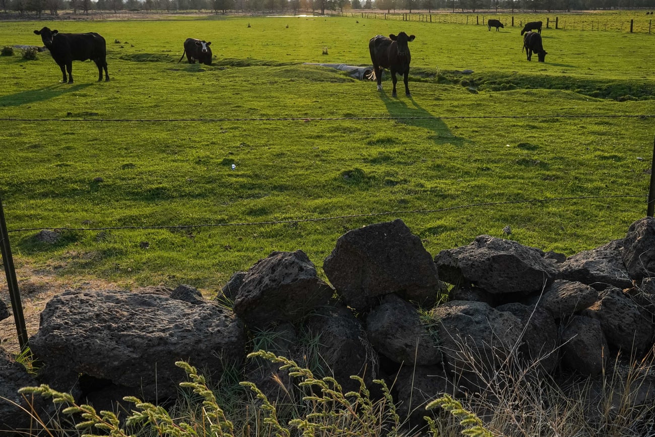 Cattle graze in Siskiyou province.