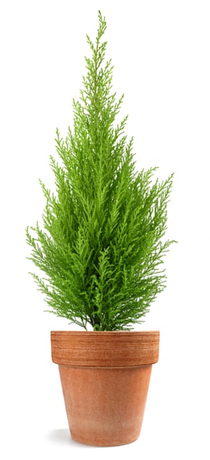 A thin-leaved lemon cypress in an earthenware pot