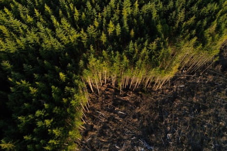 A clearcut site in the forest on Moresby Island in Haida Gwaii