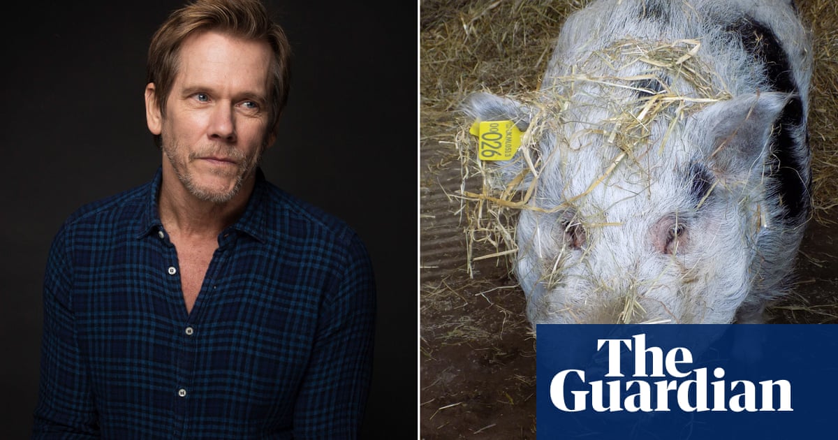 Swine of the times: why is Kevin Bacon looking for a new home?
