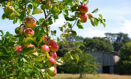 Apples ripening at Cotehele in Cornwall