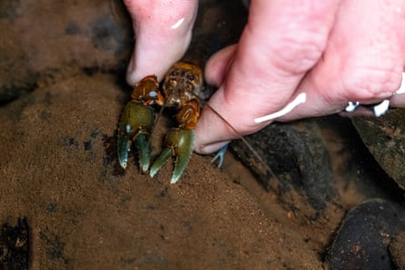 A spiny crayfish