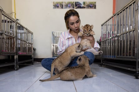 A woman sits on a tiled floor in between two rows of metal cages holding two lion cubs while a third sits in front of her.