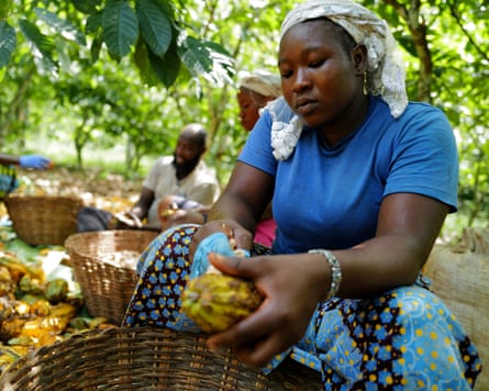 A labourer in Ghana processes harvested cocoa