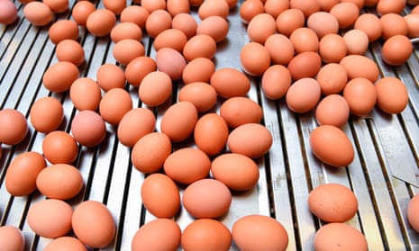 Eggs being packed in a poultry farm in Hesbaye region, Belgium, on 12 August, 2017.