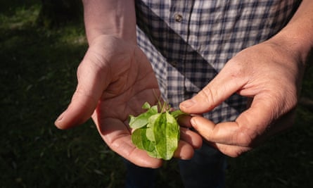 أوراق حميض ممسوكة في اليد
