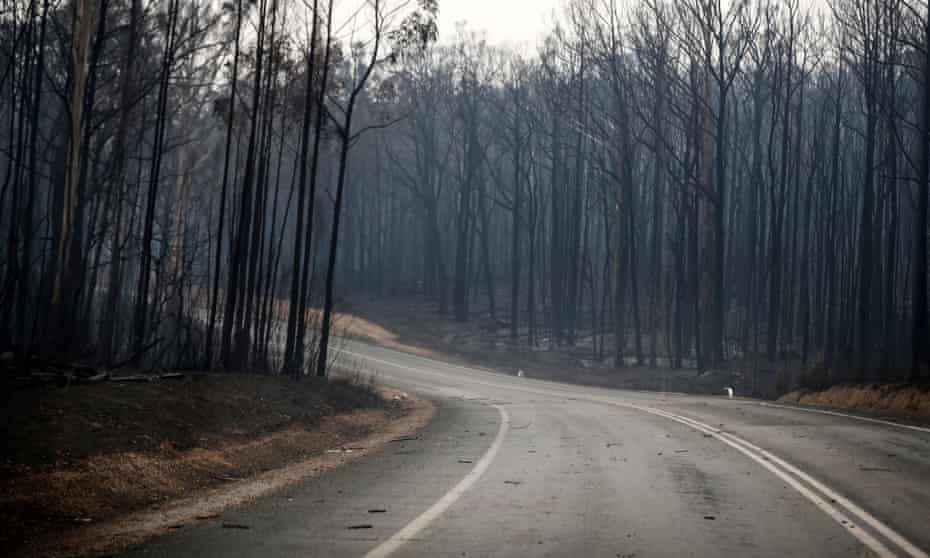 Burnt forest between Orbost and Cann River along the Princes Highway