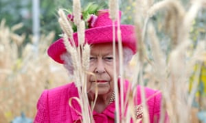 Queen in a field of wheat in Cambridge