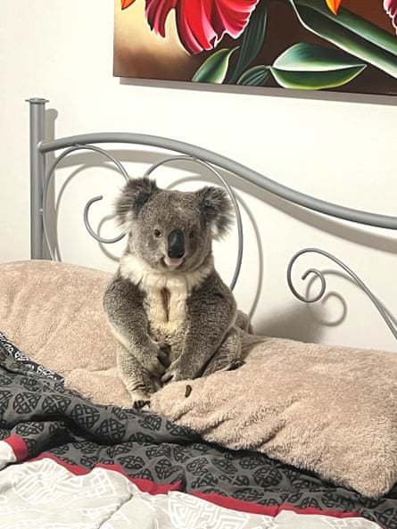 A koala calmly seated on a bed