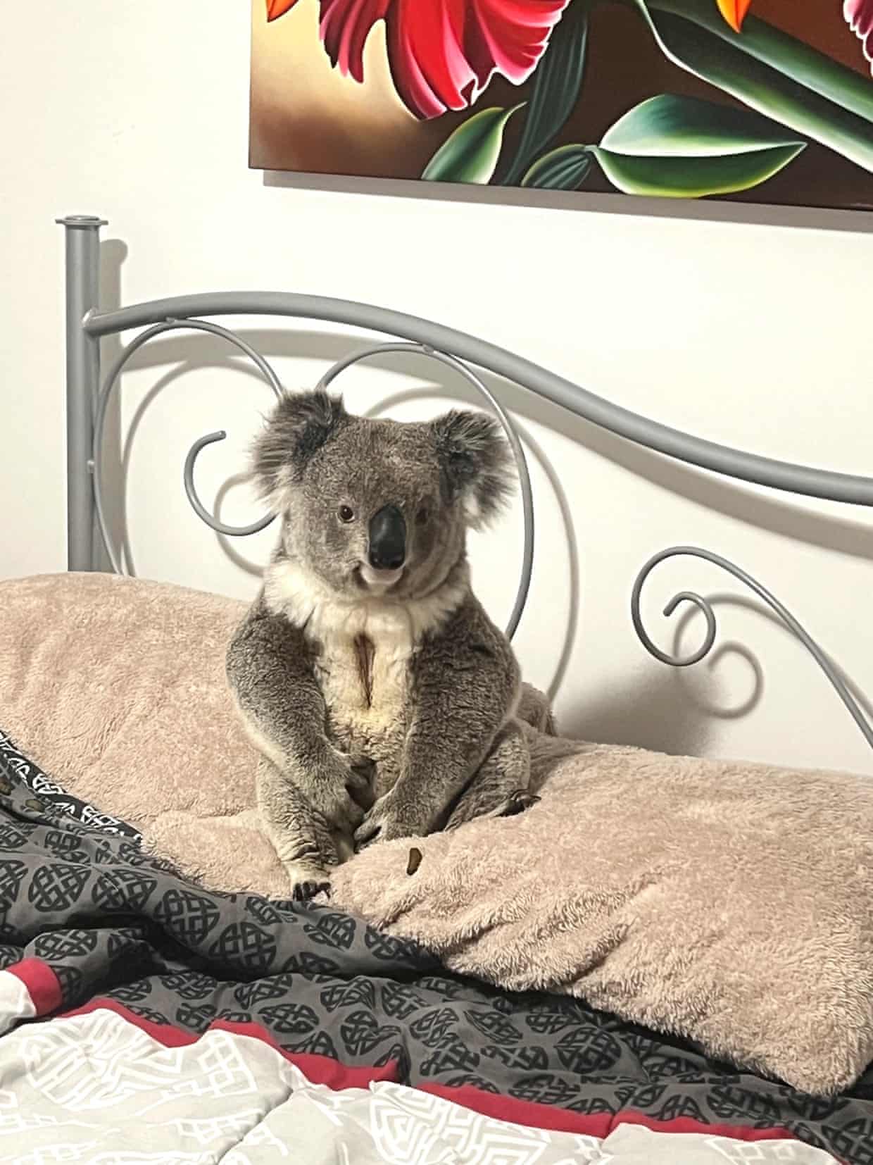 A koala calmly seated on a bed