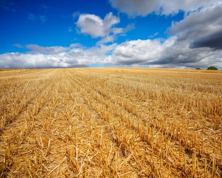 A field of wheat