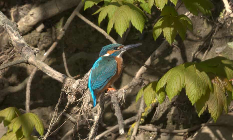 A kingfisher surveys the Thames, hoping for a small fish. All photographs by Steve Gozdz
