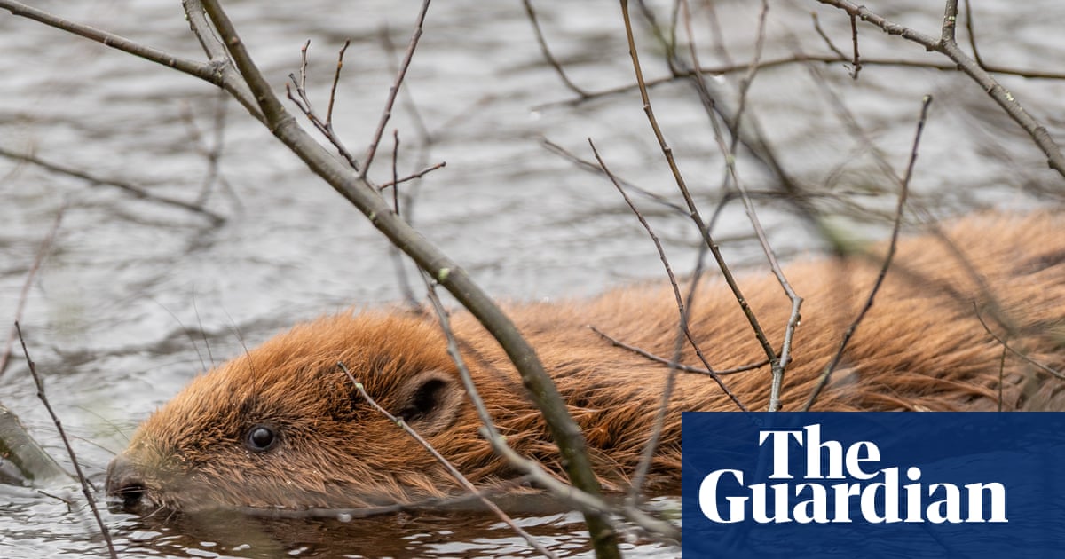 Reform UK council backs release of beavers amid party row over rewilding