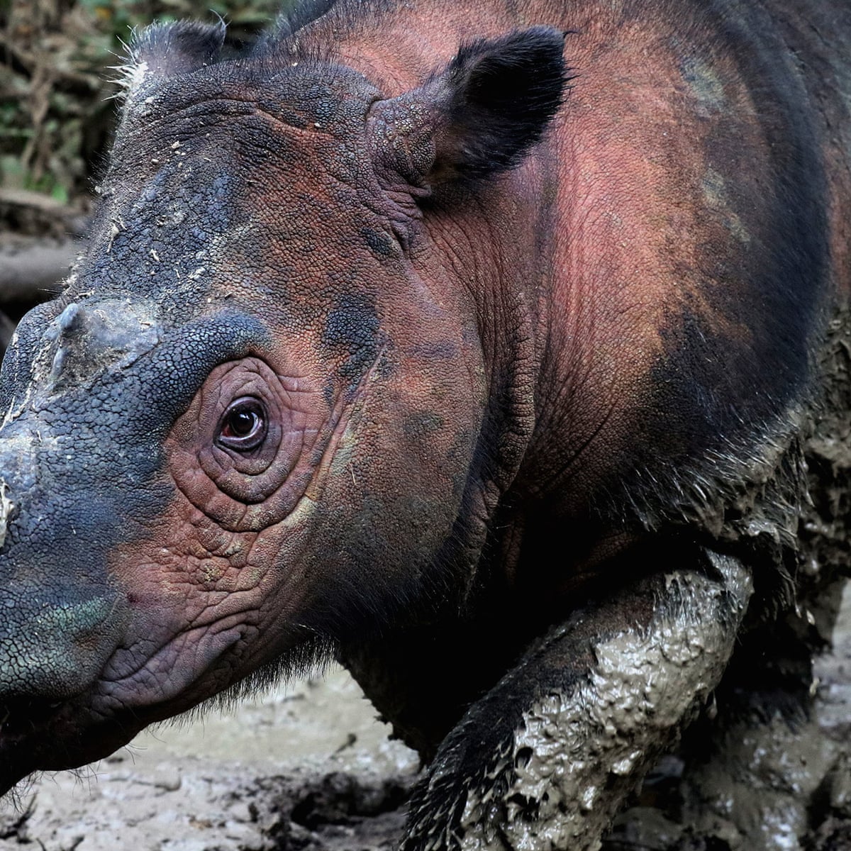 Difference Between Extinct Extinct In Wild Critically Endangered Endangered Vulnerable Near Threaten Youtube