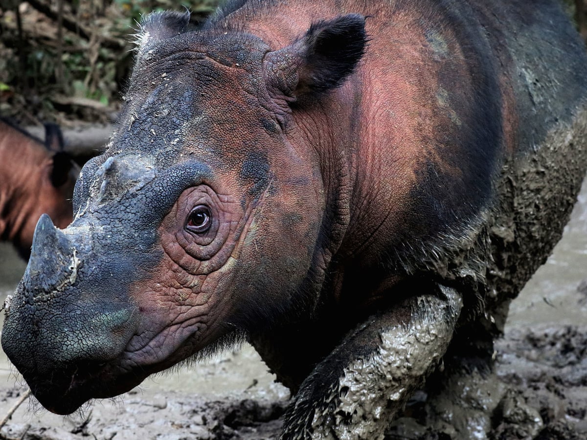 Not Just For Humans Scientists Turn To Vaccines To Save Endangered Species